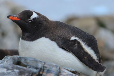 Side view of a bird on rock