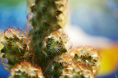 Close-up of cactus plant