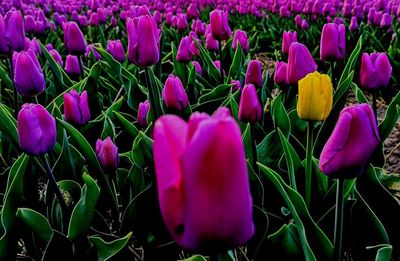 Close-up of purple crocus flowers in field