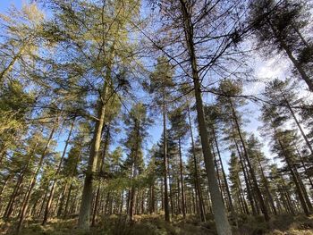 Low angle view of bamboo trees in forest