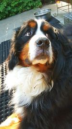 Close-up portrait of dog