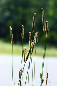 Close-up of grass growing in field