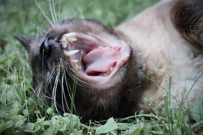 Siamese cat yawning