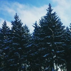 Trees against sky during winter