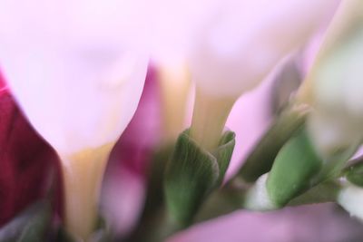 Close-up of flower blooming outdoors