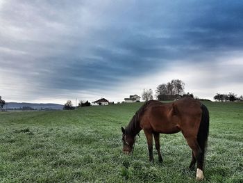 Horses grazing on field against sky