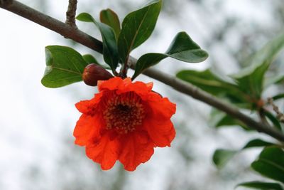 Close-up of red flower