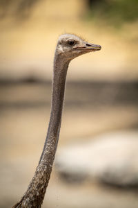 Close-up of female common ostrich dripping water