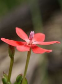 Close-up of flowers