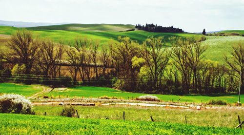 Scenic view of agricultural field against sky