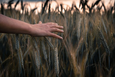 Close-up of cropped hand