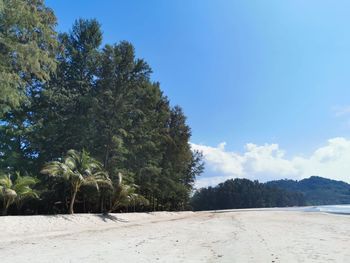 Trees on beach against blue sky