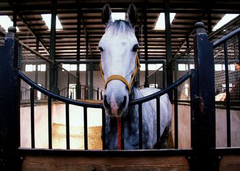 Close-up of horse in stable