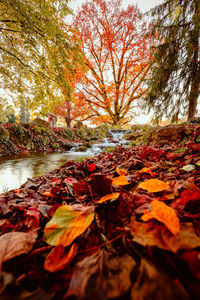 Scenic view of river in forest