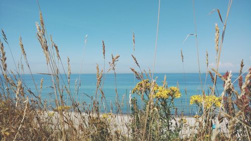 Scenic view of sea against clear blue sky