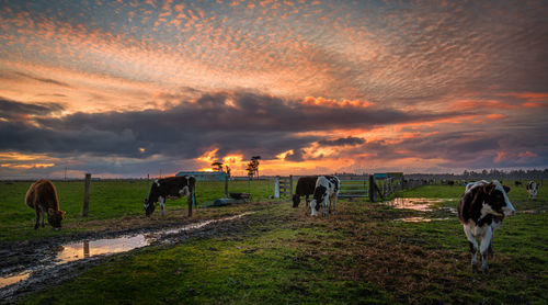 Horses grazing in field during sunset
