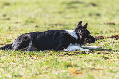 Dog running on field