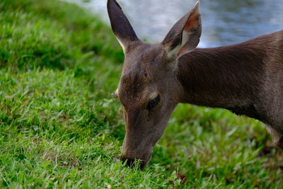 Sambar Deer