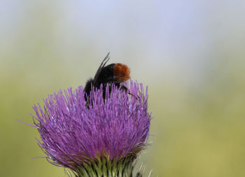 Close-up of bee on purple flower