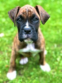 Close-up portrait of puppy on grass