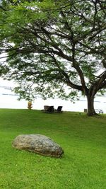 Trees on grassy field