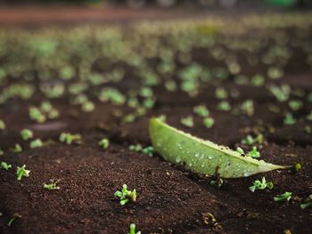 Close-up of fresh green leaf on field