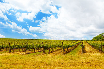 Scenic view of agricultural field against sky