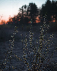 Close-up of plants growing on field during sunset