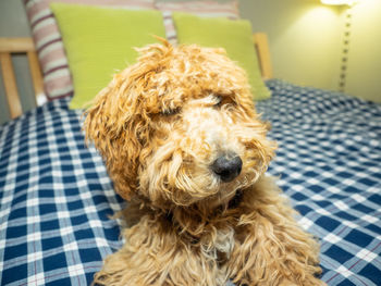Close-up portrait of dog relaxing at home