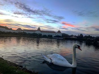 Swan swimming in lake against sky during sunset