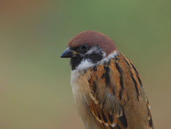 Close-up of bird