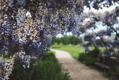 Cherry blossoms on field