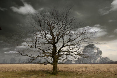 Bare trees on field