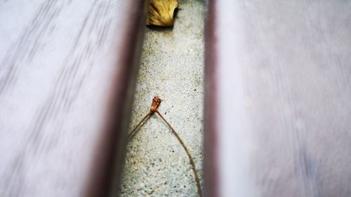 Close-up of insect on wall