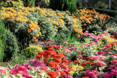 Close-up of pink flowering plants on field