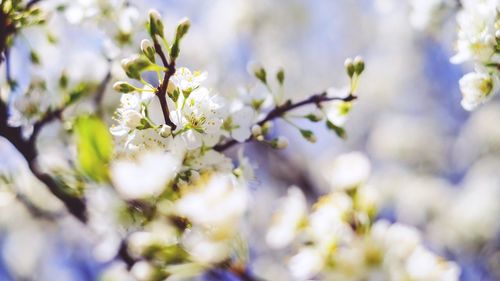 Close-up of white flowers blooming on tree