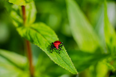 Close-up of insect on leaf