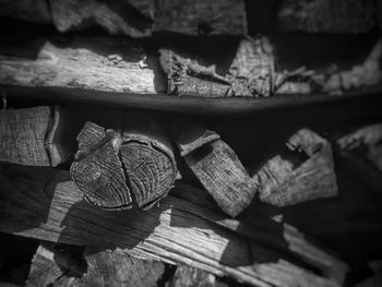 Close-up of logs