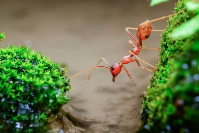 Close-up of insect on plant