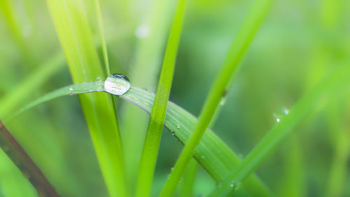 Close-up of dew on blade of grass