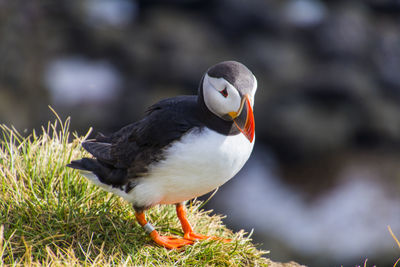 Close-up of puffin perching
