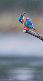 Close-up of bird perching on water