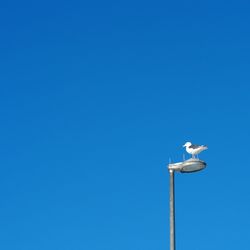 Low angle view of birds perched against blue sky