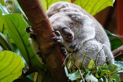 Close-up of a koala sleeping on plant