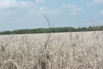 Scenic view of field against cloudy sky