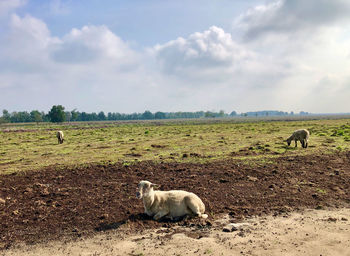 Sheep in a field