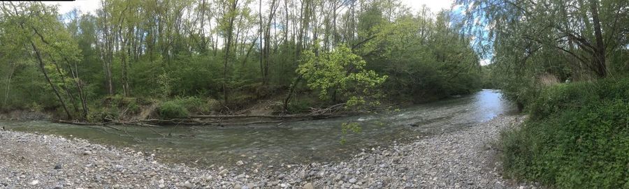 River amidst trees in forest