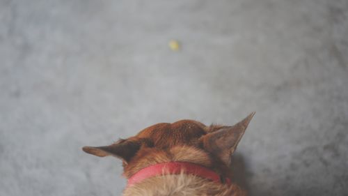 Close-up of a dog