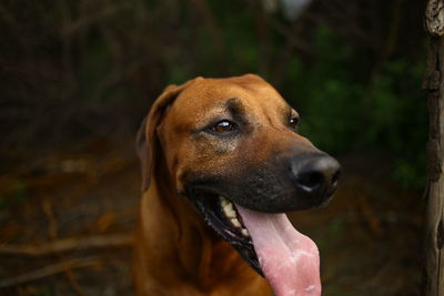 Close-up of dog looking away