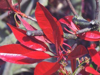 Close-up of insect on red flowers